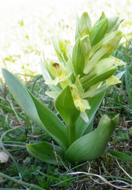 Orchidee di montagna